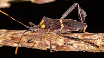 A brown and orange insect perched on a plant stem.
