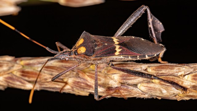 A brown and orange insect perched on a plant stem.