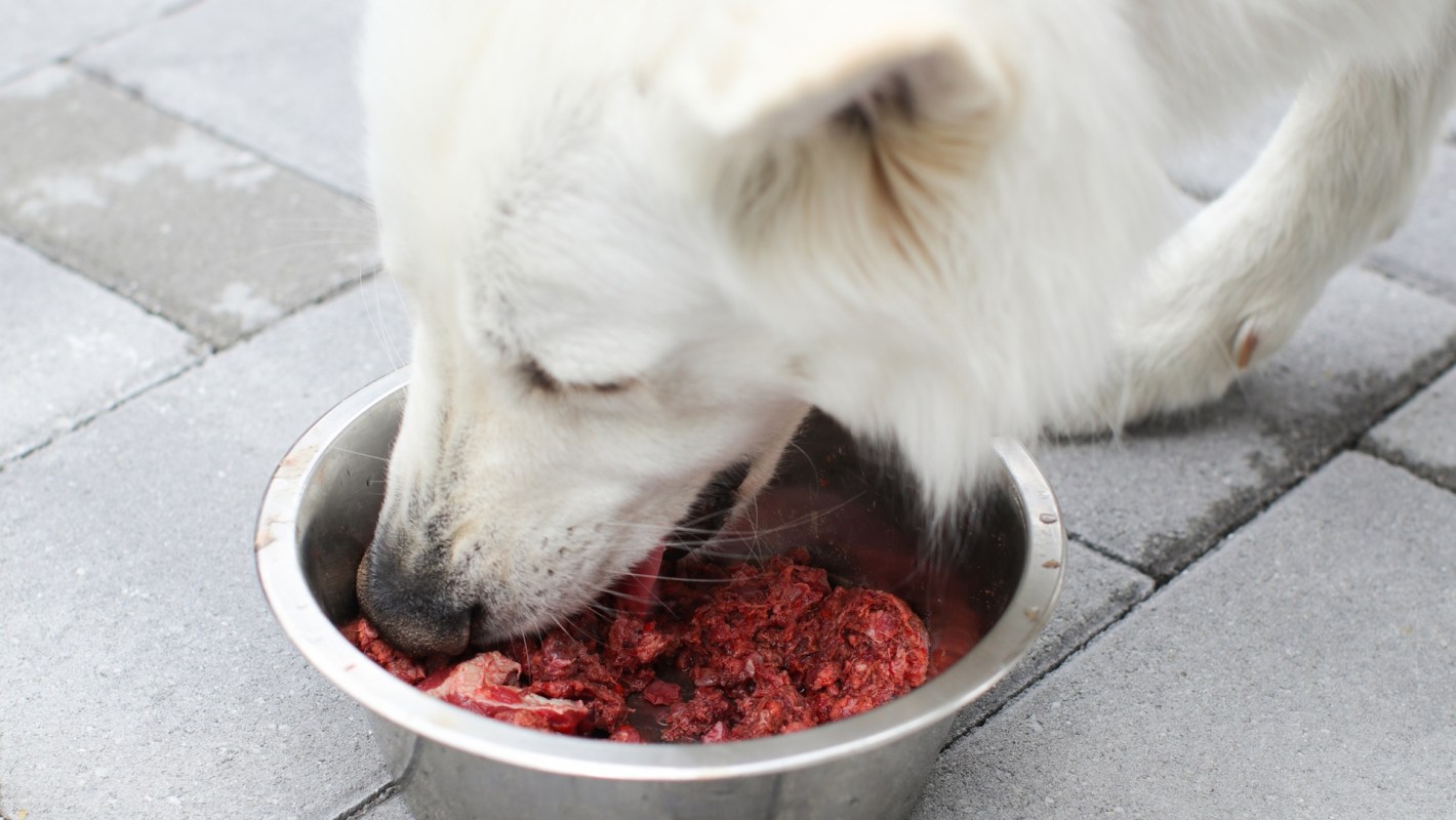 A white dog eating from a metal bowl.