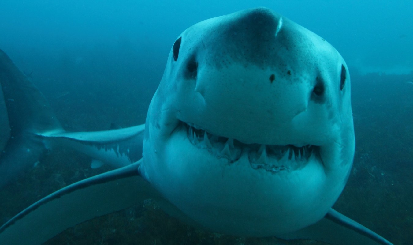 A close-up of a curious great white shark swimming underwater, showcasing its smiling face and sharp teeth.