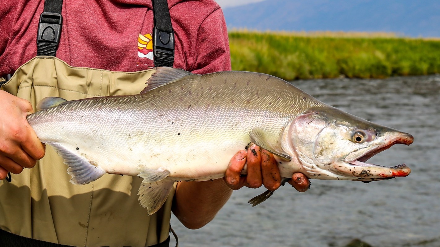 A person in waders holds a large pink salmon with its mouth open beside a river surrounded by greenery.