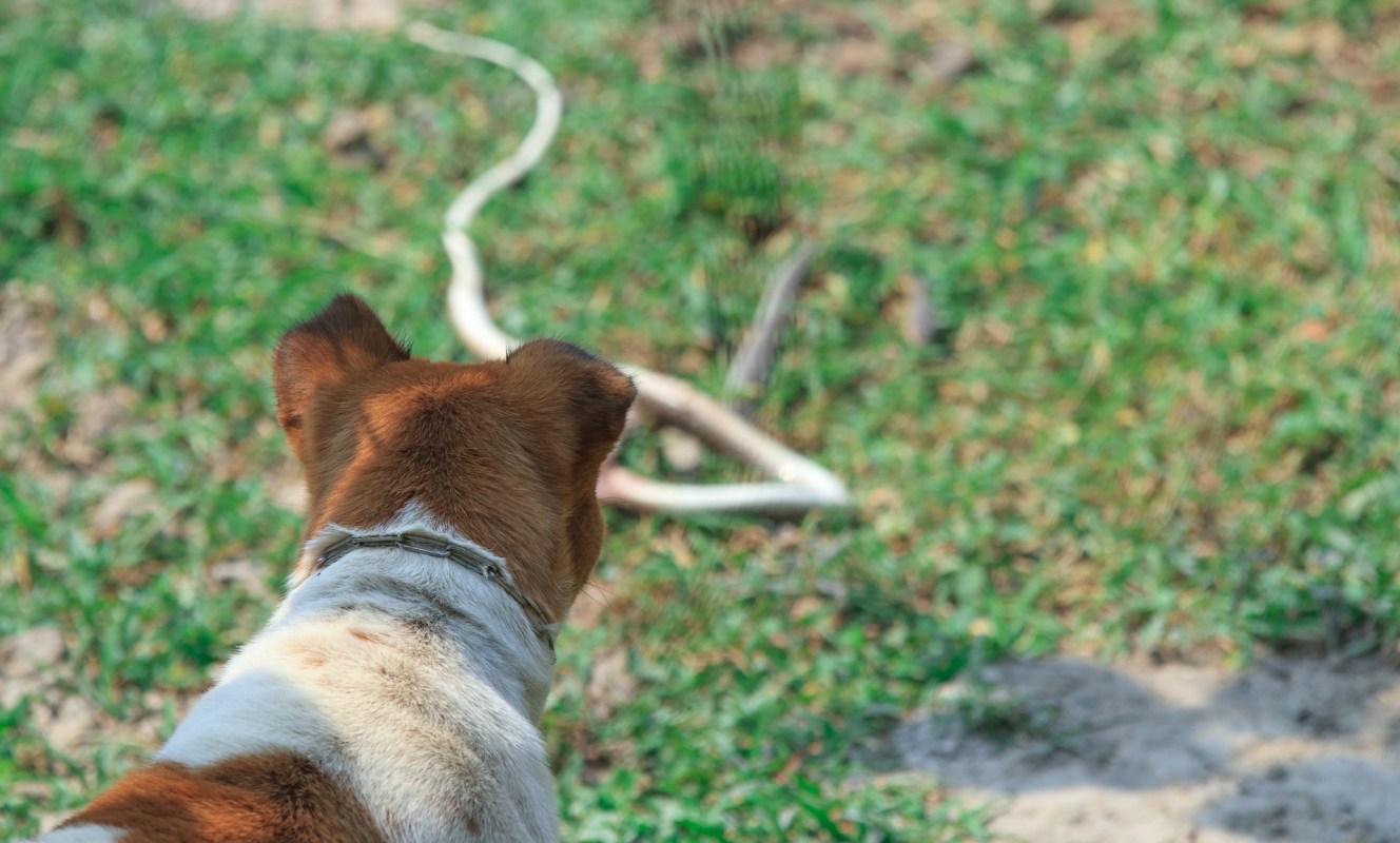 A dog watches a long, coiled snake on the grass.