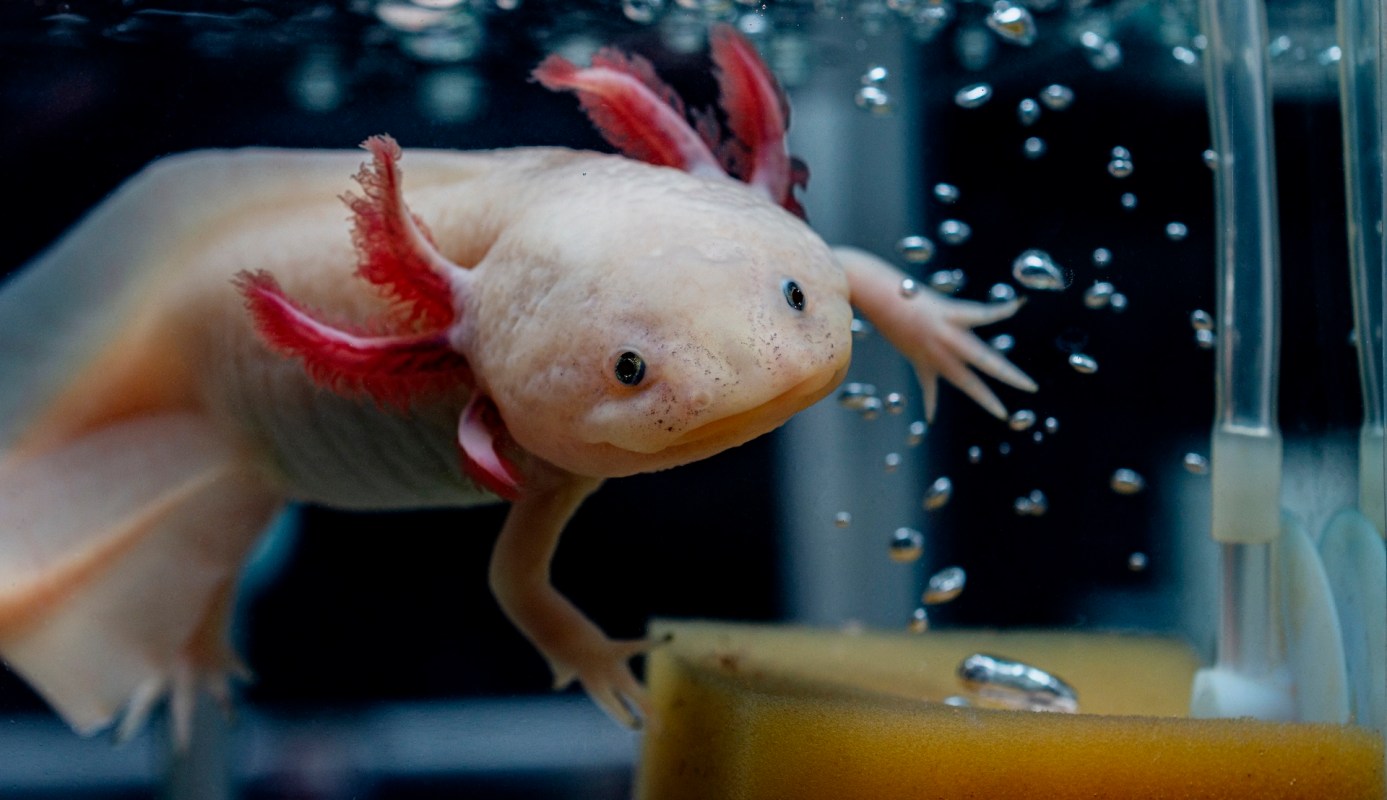 An axolotl swimming in an aquarium with bubbles and a sponge in the background.