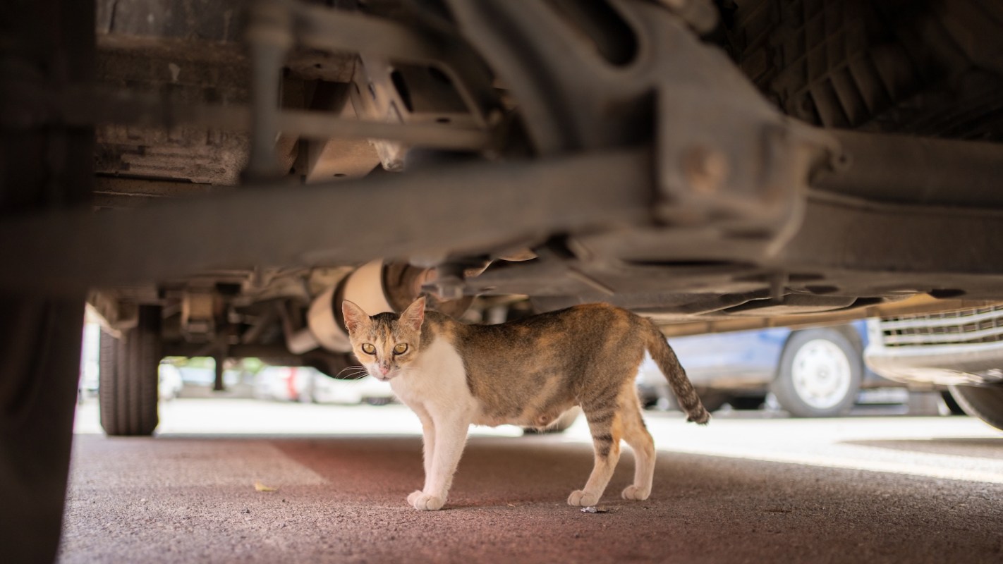 A cat stands beneath a car, looking straight into the camera.