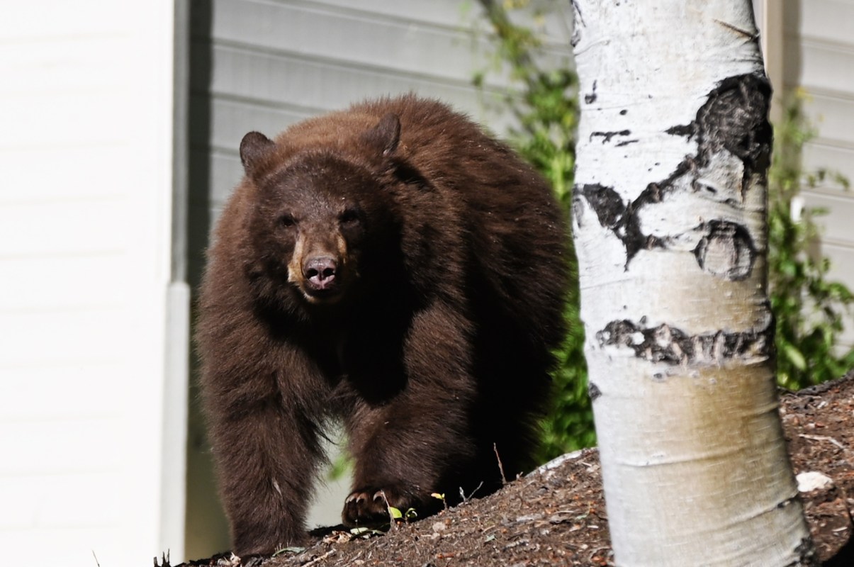 A brown bear walking near a birch tree with a house in the background.
