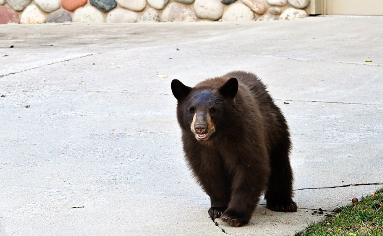 A young black bear walking on a gray concrete surface with a stone wall in the background.