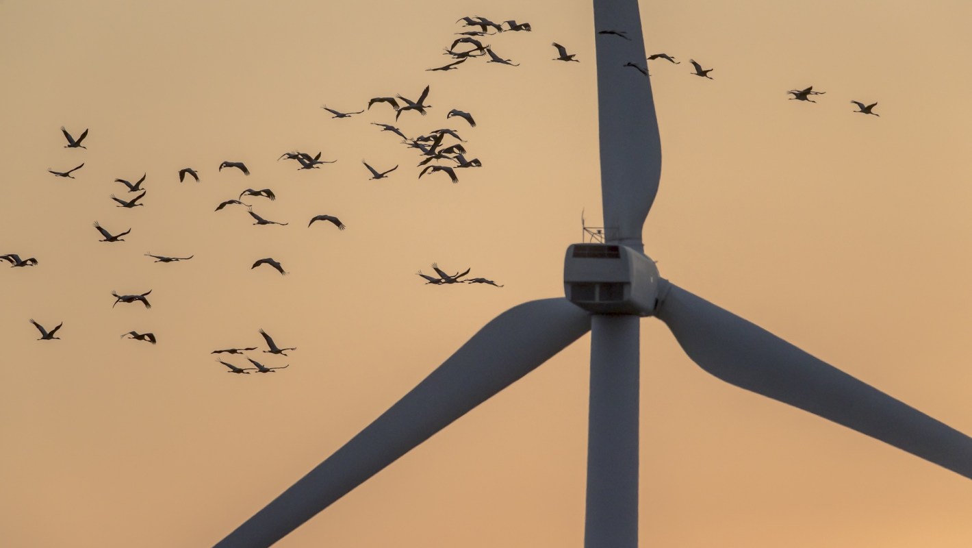 A flock of birds flying near a large wind turbine against an orange sunset sky.