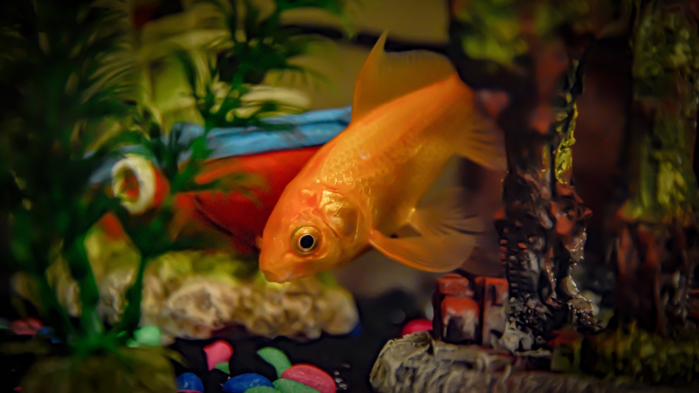 An orange goldfish swims among colorful pebbles and decorative plants in an aquarium.