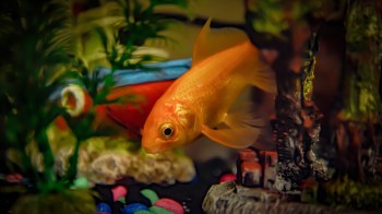 An orange goldfish swims among colorful pebbles and decorative plants in an aquarium.