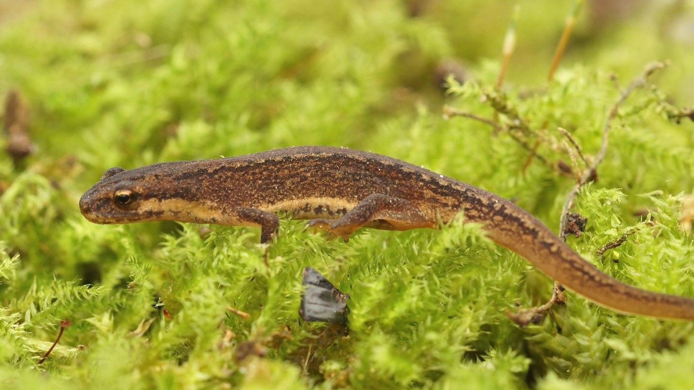 A brown palmate newt with a spotted pattern on green mossy ground.