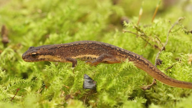 A brown palmate newt with a spotted pattern on green mossy ground.