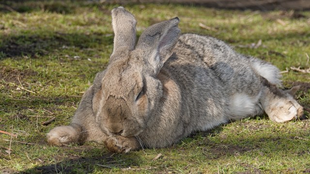 A large gray rabbit resting on green grass with its eyes closed.