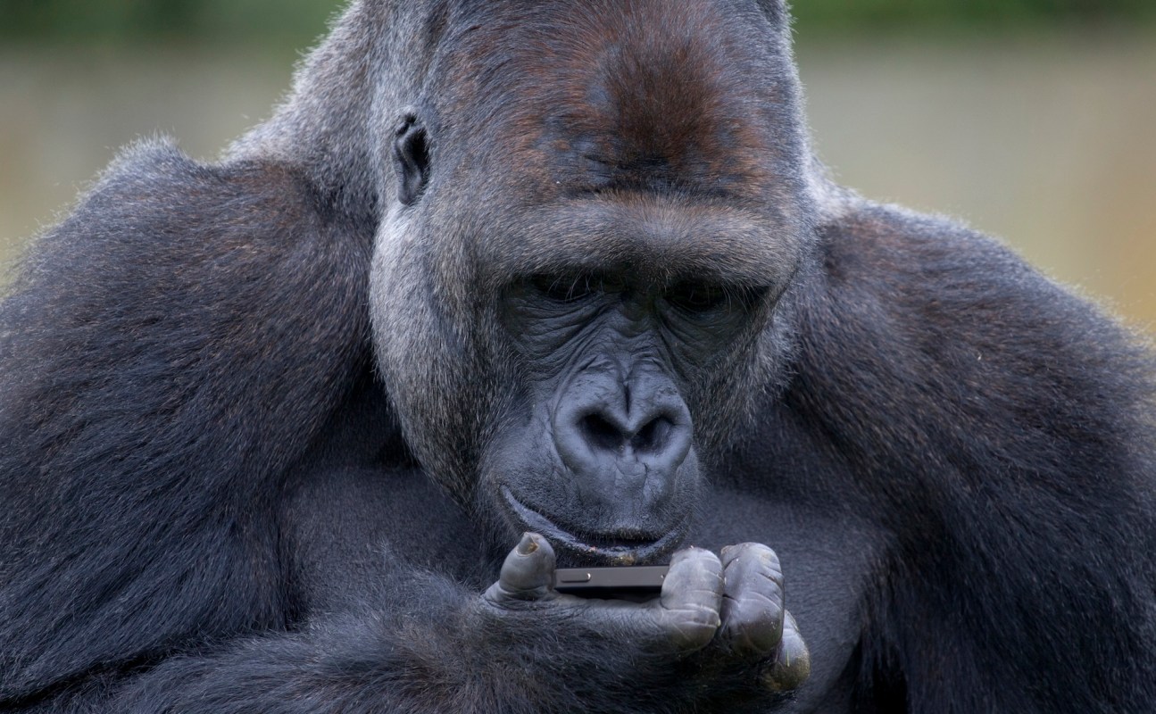 A gorilla curiously examines a smartphone held in its hands.