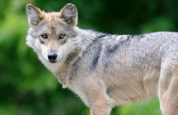 A focused portrait of a Mexican gray wolf with striking eyes against a blurred green background.