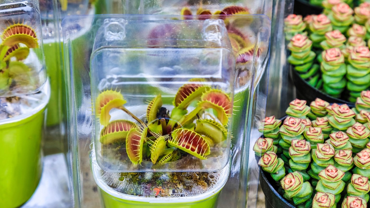 A Venus flytrap in a plastic container alongside round succulent plants in pots.