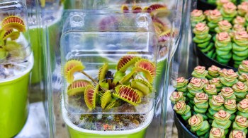A Venus flytrap in a plastic container alongside round succulent plants in pots.