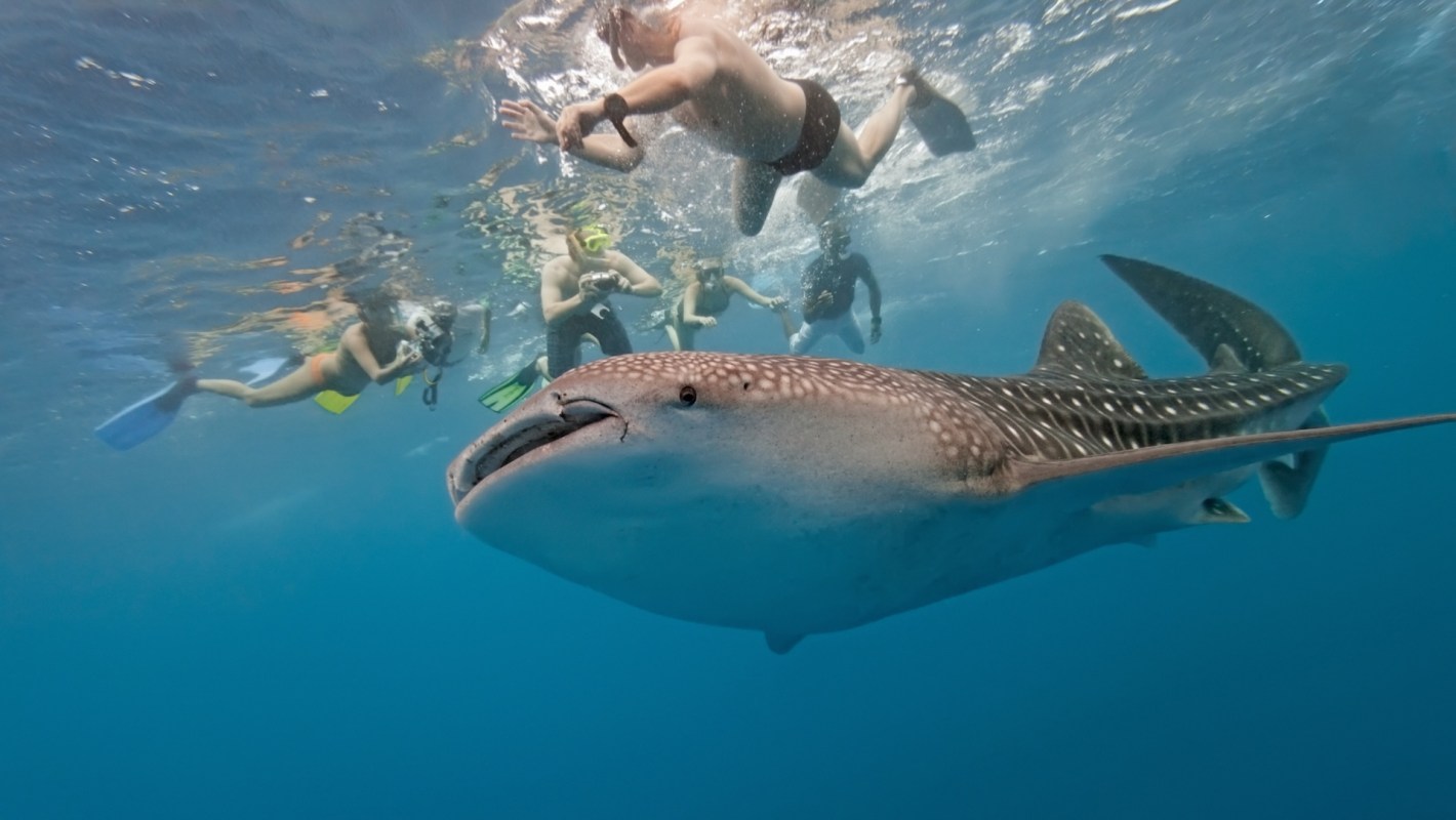 A whale shark swimming beneath snorkelers in clear blue water.
