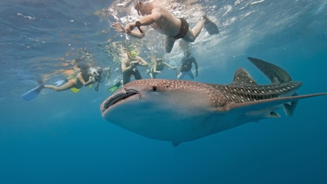 A whale shark swimming beneath snorkelers in clear blue water.