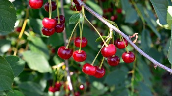 A close-up of bright red cherries hanging from a green leafy branch in sunlight.