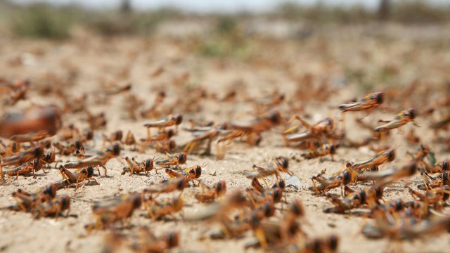 A swarm of brown locusts on dry, sandy ground.