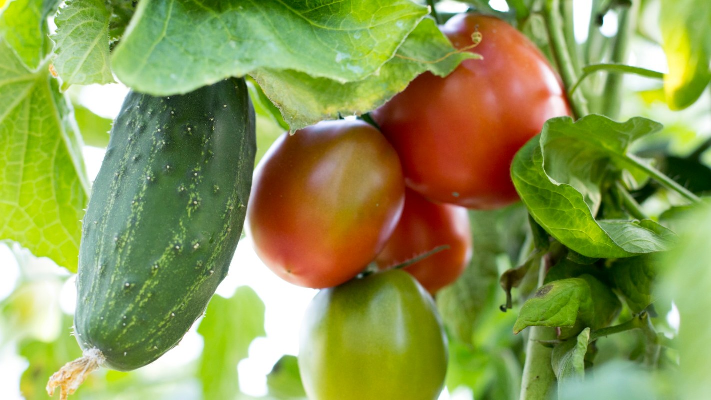 A green cucumber and several ripe red and green tomatoes growing among lush green leaves.