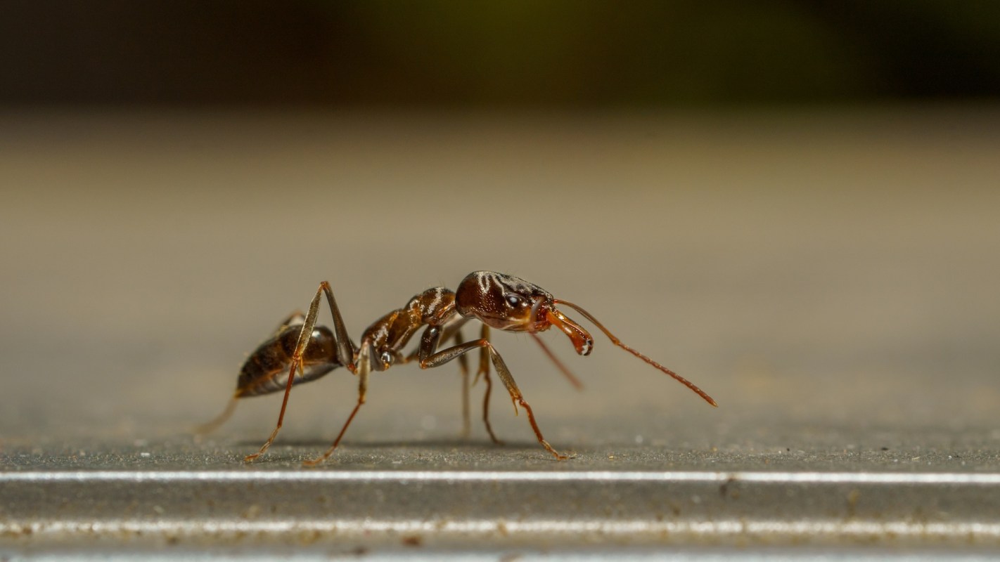 A close-up of an ant walking on a smooth surface with a blurred background.
