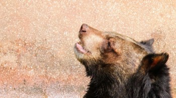 A close-up of a bear's face, looking upward with its mouth slightly open against a textured background.