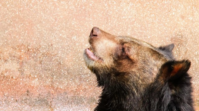 A close-up of a bear's face, looking upward with its mouth slightly open against a textured background.