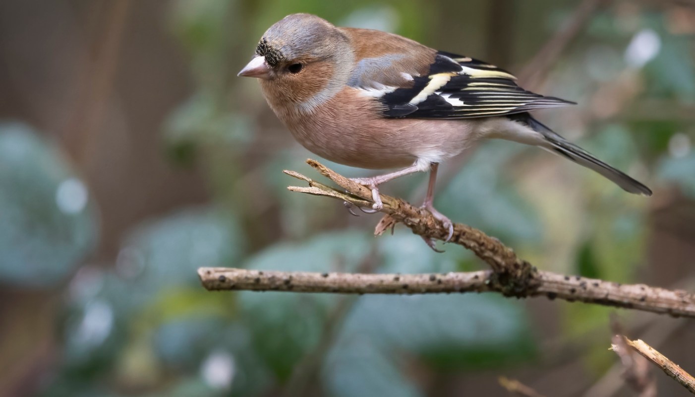 A small bird perched on a twig, surrounded by blurred green foliage.
