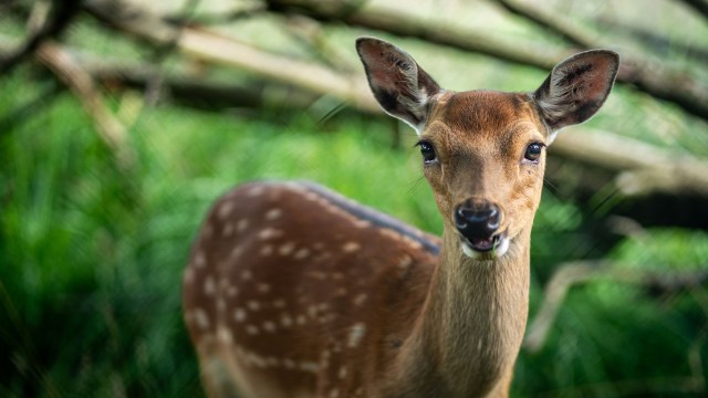 A spotted fawn in the woods.