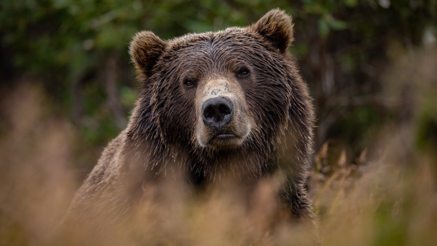 A close-up of a brown bear looking directly at the camera through tall grass in a natural setting.