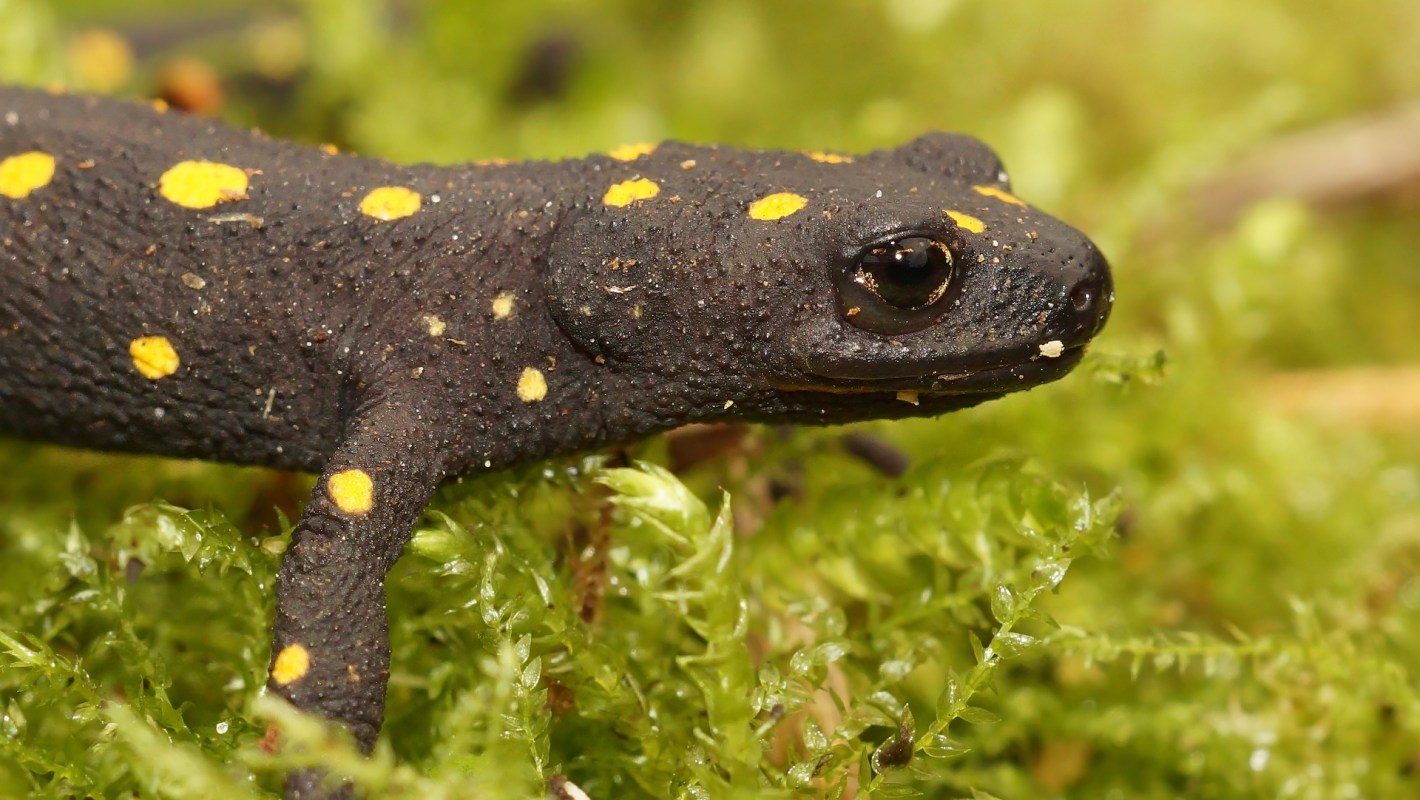 A close-up of a black newt with yellow spots, resting on green moss.