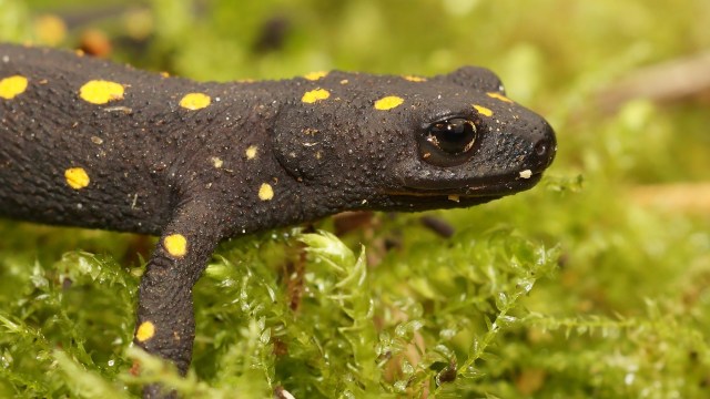 A close-up of a black newt with yellow spots, resting on green moss.