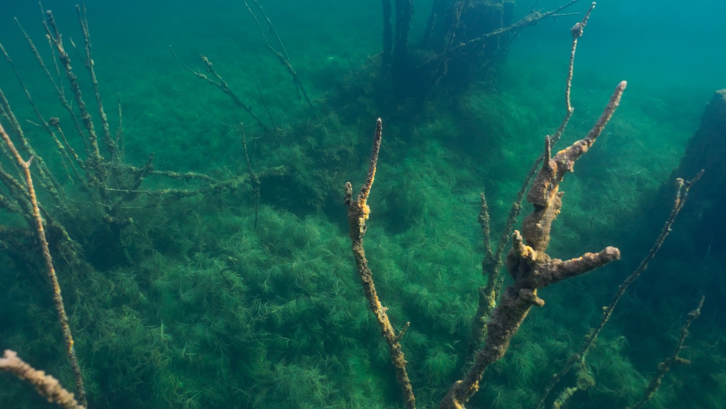 Underwater scene showing submerged, skeletal remains of structures surrounded by aquatic vegetation.