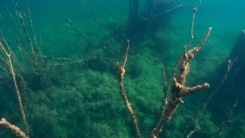 Underwater scene showing submerged, skeletal remains of structures surrounded by aquatic vegetation.
