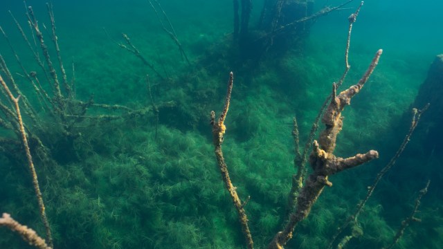 Underwater scene showing submerged, skeletal remains of structures surrounded by aquatic vegetation.