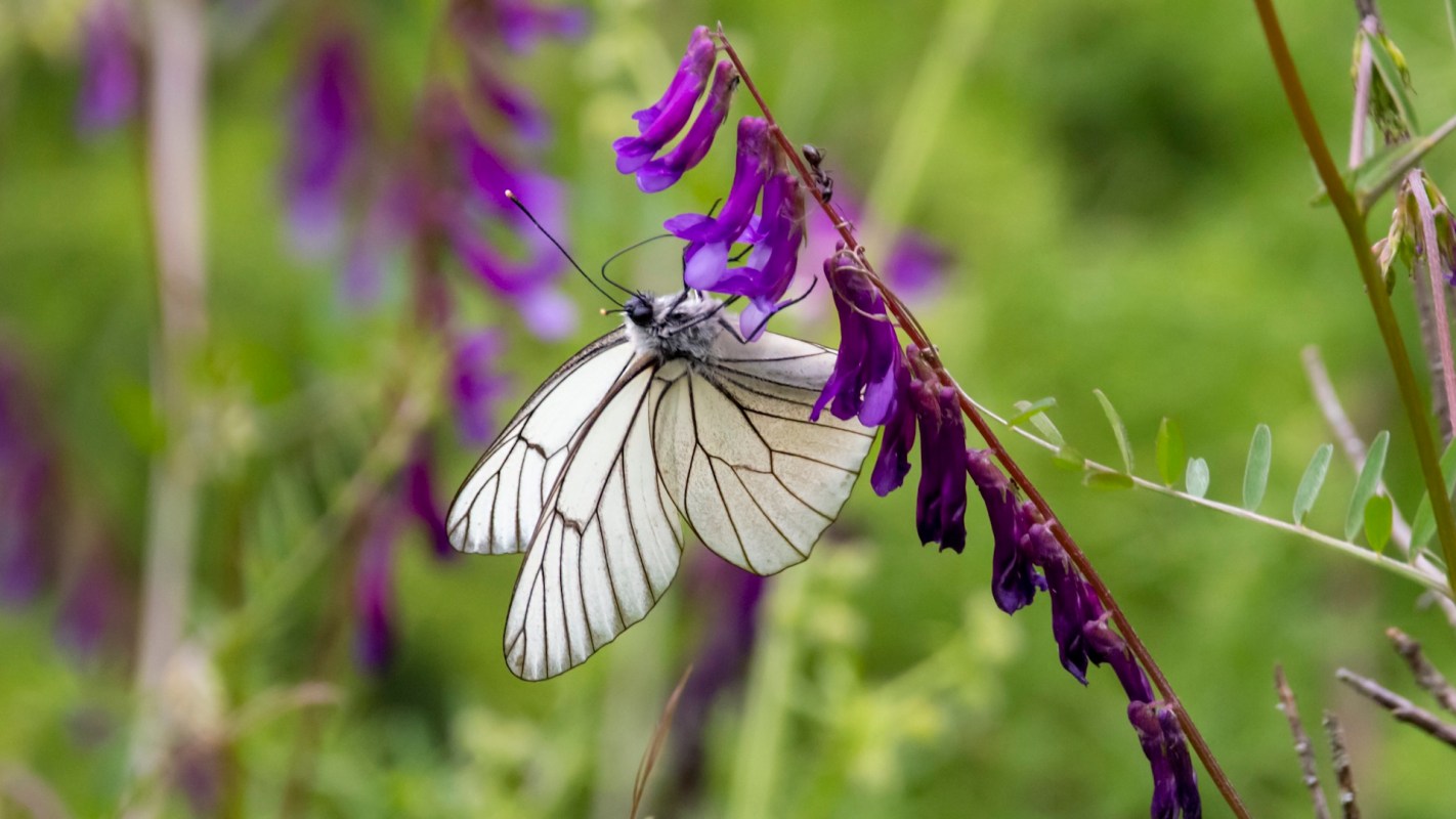 A black-veined white butterfly with black-striped wings feeding on purple flowers in a lush green setting.