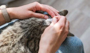 A person administers liquid medication to a cat by injecting it into the cat's fur on its back.