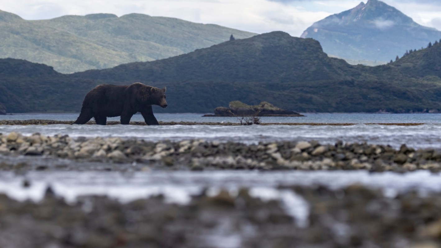 A bear walks along a rocky shoreline with mountains in the background and calm waters in the foreground.