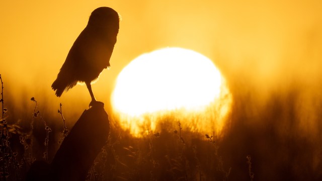 A silhouette of an owl perched on a stump against a vibrant sunset backdrop.