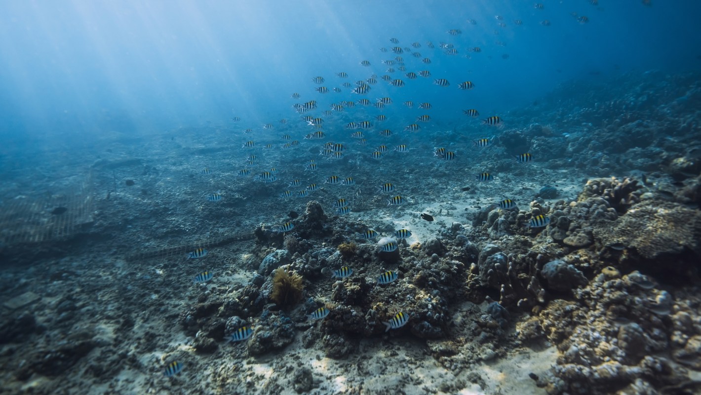 An underwater scene with numerous striped fish swimming above a rocky coral reef.