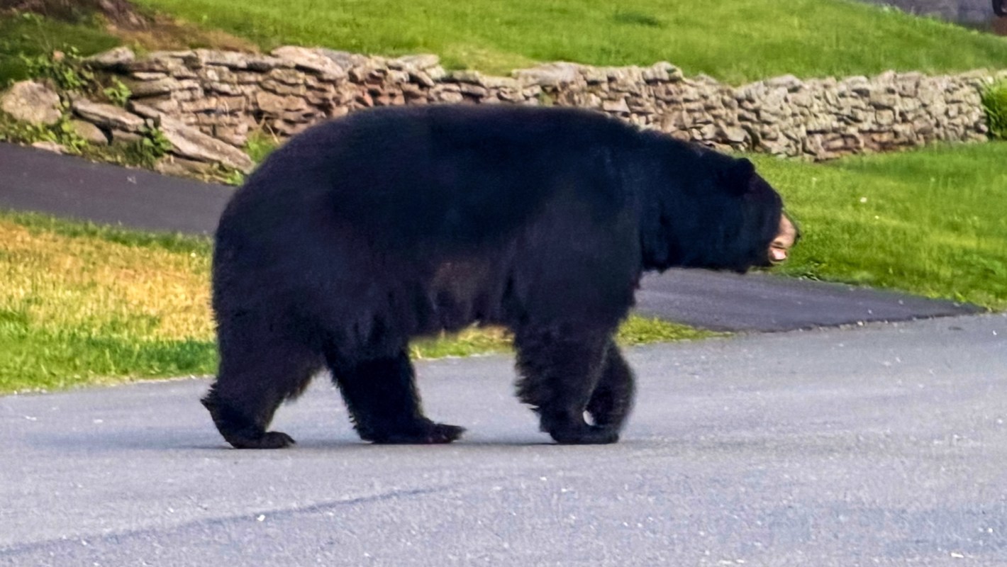 A black bear walks along a road with grass and a stone wall in the background.