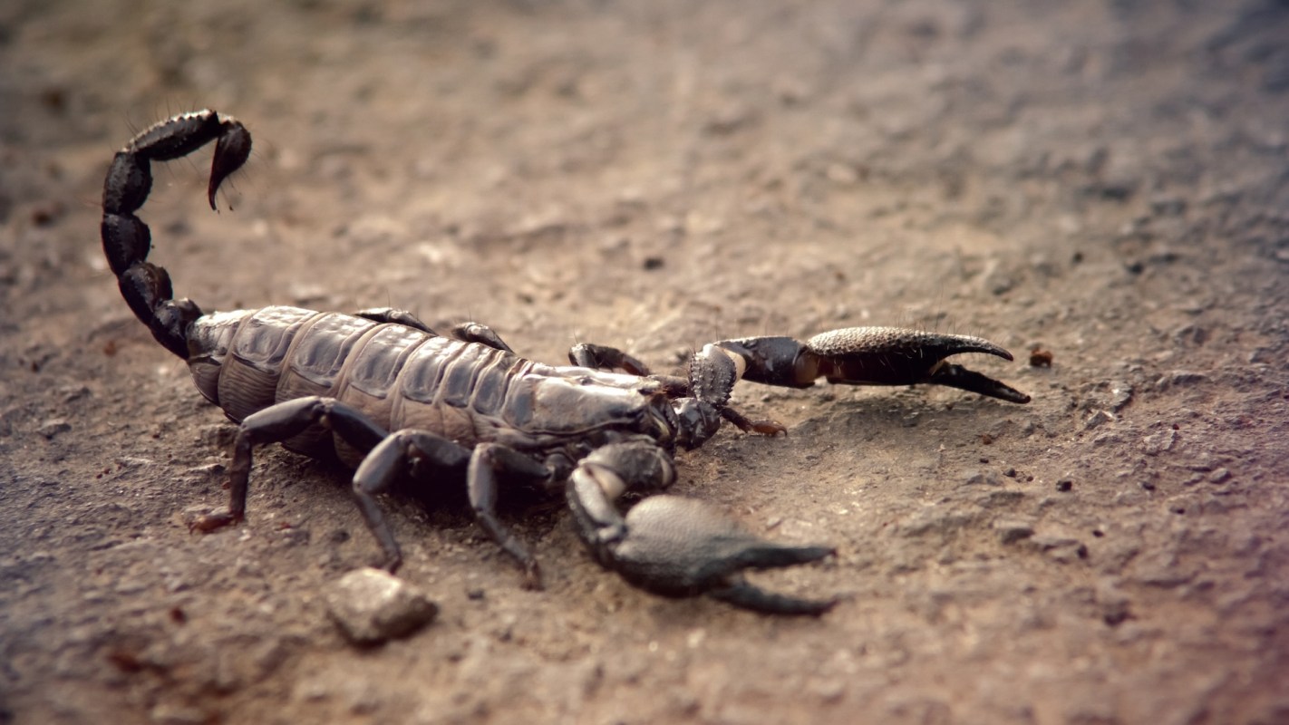 A close-up of a black scorpion crawling on textured ground.