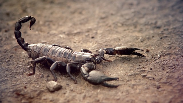 A black scorpion on dirt..