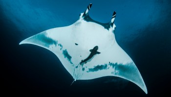 A manta ray swims gracefully underwater with a smaller fish resting on its body.