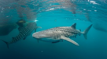Two whale sharks swim underwater in a vibrant blue ocean.