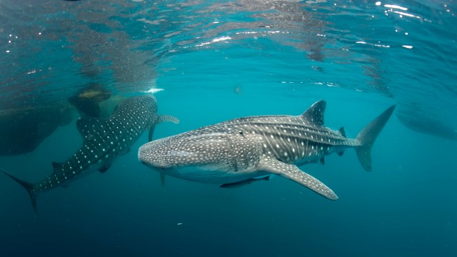 Two whale sharks swim underwater in a vibrant blue ocean.