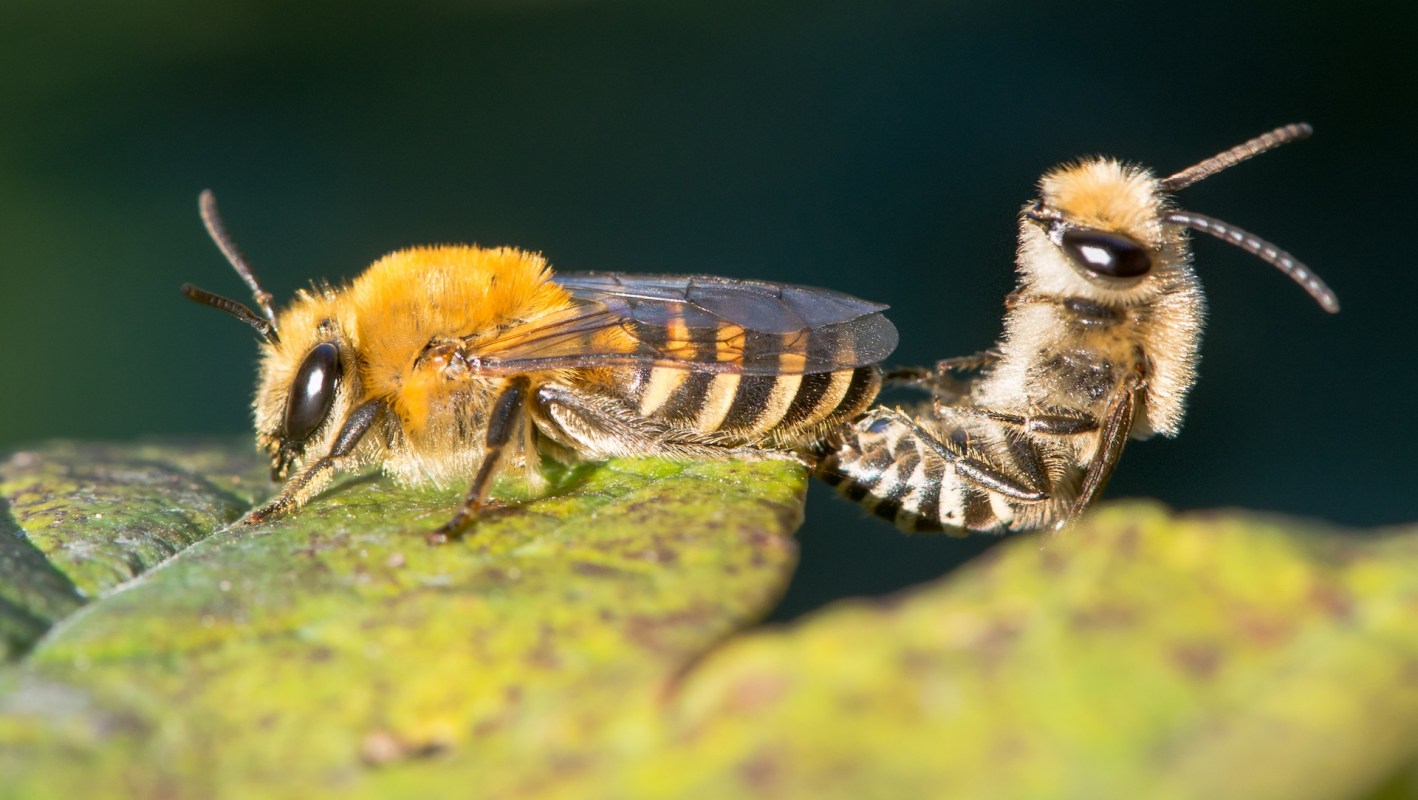 Two bees, one fuzzy yellow and the other with a striped abdomen, share a leaf in bright detail.