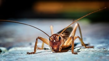 A close-up view of a brown cricket with detailed features on a textured surface.