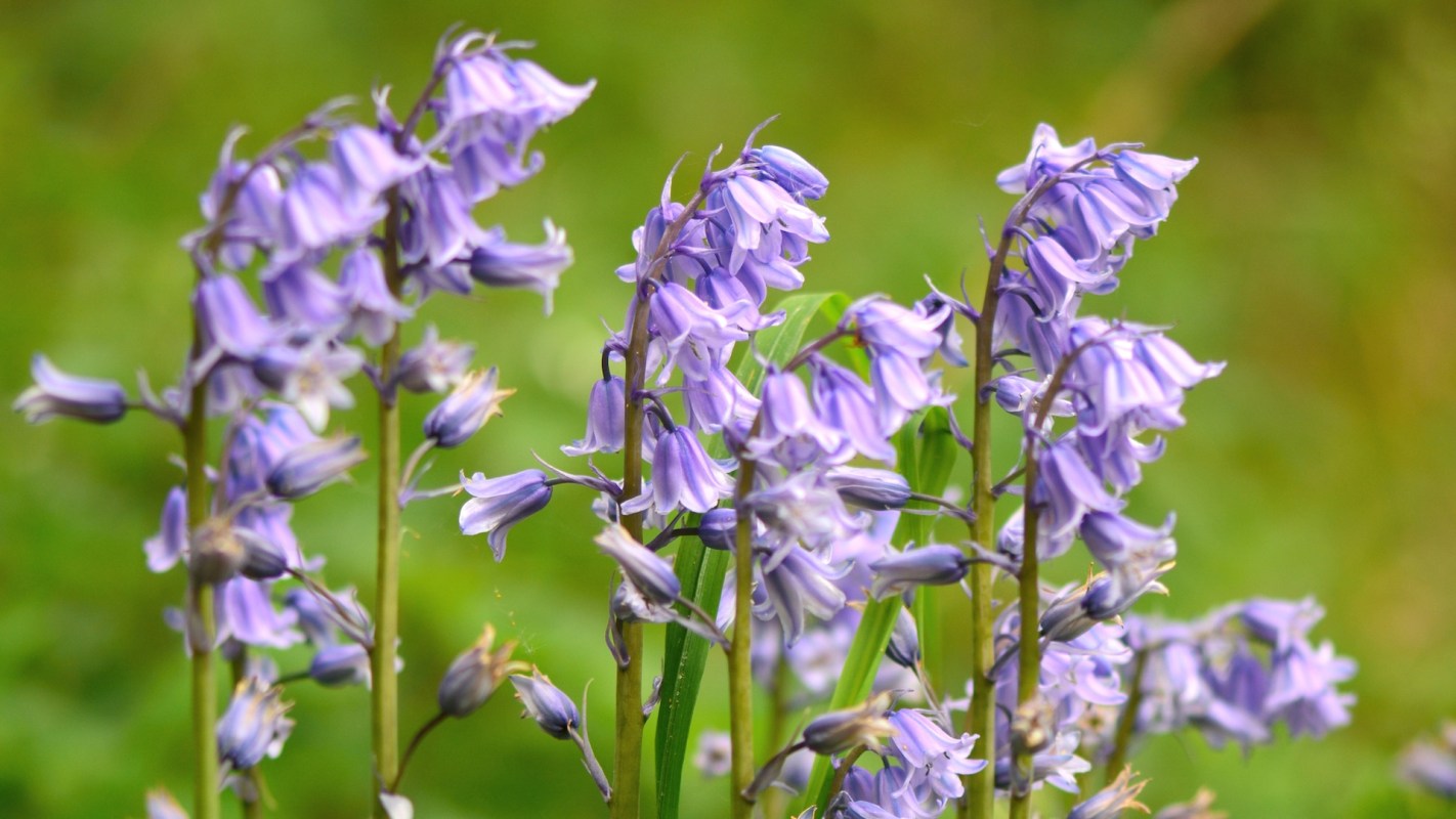 A cluster of vibrant purple flowers with bell-shaped blooms against a blurred green background.